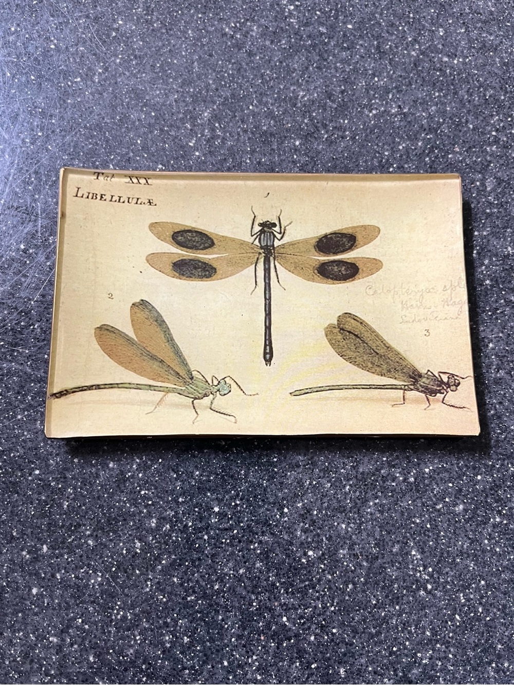 Pottery barn dragonfly trinket dish new condition 4x6